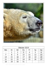 Oktober_Eisbär_2.pdf